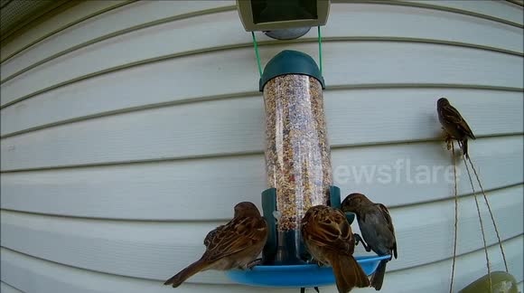 Newsflare Sparrows Break Bird Feeder