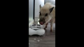 Do not watch if you have misophonia