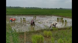 किसानों की दशा, समय बीतने के बाद भी बो रहे धान के बीज