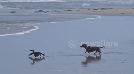 Dachshund and Cormorant bird standoff