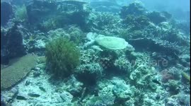 Fish attacking a turtle in the face
