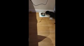 Sausage dog buries food