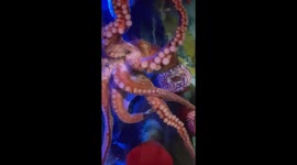 Octopus - Plymouth aquarium