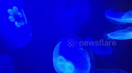 Jelly fish - Plymouth aquarium