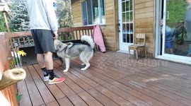 Alaskan Malamute teaches a Rotweiller Puppy how to play