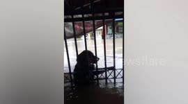 Dog clings on for dear life when floods sweep through Thai town after Storm Podul