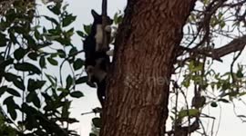 Aww moment cat go down from a tree