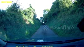 'You can't kill a baby squirrel!' Dashcam shows tiny critter scurry off English country road