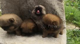 Four Cute Pomeranians Pose On A Rock