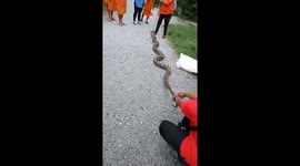 Brave Postman Catches Massive Wild Python