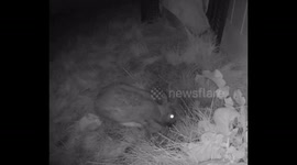 Wild bunny feeds babies