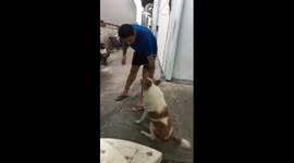 Stubborn Pet Dog Refuses To Take Shower
