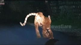 Tiger seen running along populated road in north Indian town