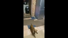 Adorable Dachshund with injured paw doing funny stretches while trying to walk