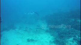 Manta Ray avoiding diver