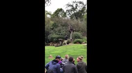 Man Films His Own Downfall As Owl Attacks His Head