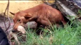 Mother dog makes ‘Herculean’ effort to move pups to safety during floods in India