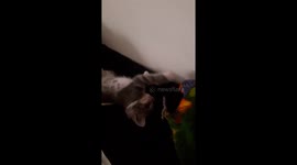 Kitten and bird learning to play together