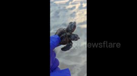 Rare two-headed baby turtle found on South Carolina beach