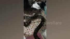 Monitor lizard survives being SWALLOWED by python then spat out again