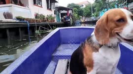 Beagle Rides Boat Through Bangkok Canals