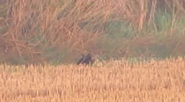Couple claim to have spotted a large wild cat, known locally as the Fen Tiger in Suffolk