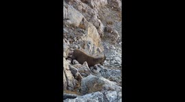 Wild goats, running from a cliff mountain.