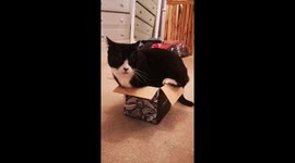 This cat is absolutely obsessed with boxes and will sit in any he sees