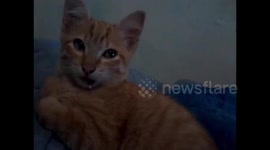 Gatinho Sid muito bem depois de ser adotado