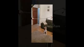 Puppy skipping- funny animal antics - top dog - beagle fun