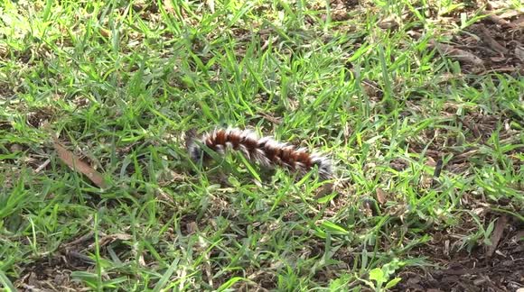 Newsflare Watch Out This Beautiful Hairy Mary Caterpillar Stings