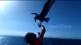 Wild sea bird plays game