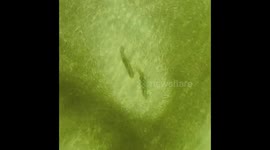 Drone photographer shows millions of minnows in shallows off Florida coast