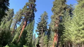 Driving among Giant Sequoias footage taken in California
