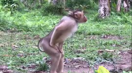 Edit : Beruk, Dancing Antique Animal dance