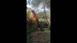 Cutting trees is dangerous