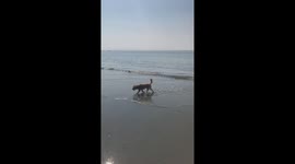 Cute dog cools off in the sea