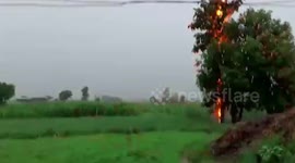 Dramatic moment lightning strikes tree and terrifies dog in central India