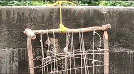 Drowning leopard climbs out of irrigation well using ladder made from cot in central India