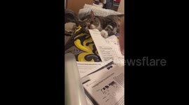 It wasn't the dog! Funny moment cat tries to eat biology homework