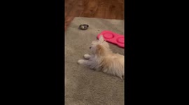 White Puppy Perking Her Ears and Watching Football