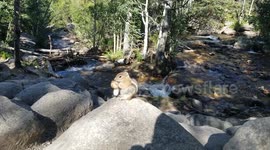 Chipmunk eating a wild mushroom in RMNP