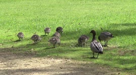 Spring is here! A pair of elegant Maned Ducks and their cute striped ducklings
