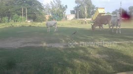 Cow is  in the field