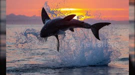 Wildlife Photographer Showcases Epic Moments Of Great White Sharks Breaching