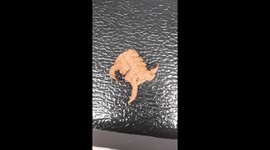 Driver baffled after finding mystery 12-legged creature on his car windscreen