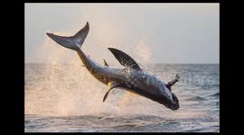 Amazingly rare footage of great white sharks breaching off South African coast is 'bucket list' worthy