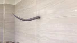 Footage of strange waving tentacle through cracked tiles in bathroom