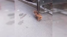 Dog spotted scratching its itchy back on iron gate in China