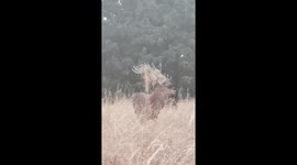 Deer Screaming with Grass on his antlers